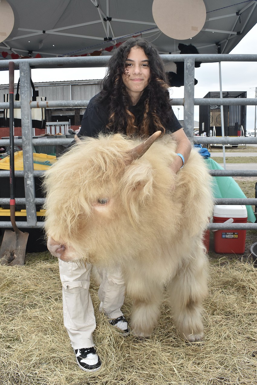 The Salty Heifer offered Amori Torres, 14, of Riverview, a special opportunity to enter the cow pin and pet the cows Brody (pictured) and Saiorse.