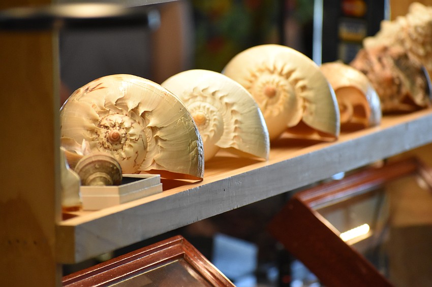 Shells line a shelf at the shell show.