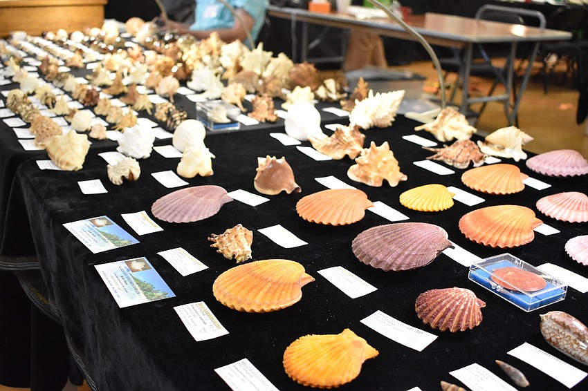 Shells are set out on display.