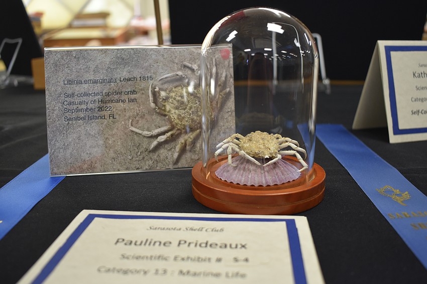 Pauline Prideaux showcased a spider crab in the scientific exhibit.