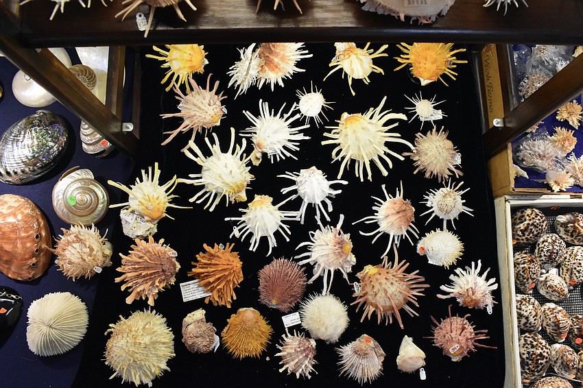 Shells are set out on display.