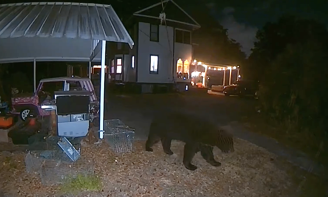 Images of the bear wandering through the Williams property on Oakland Avenue were shared on social media.