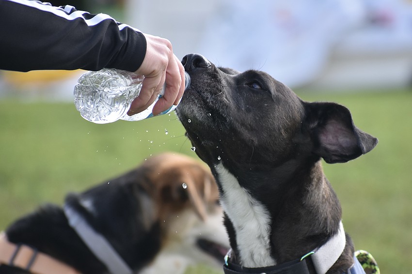 Makai, a thirsty pup, receives a drink from Tina Valentiner.