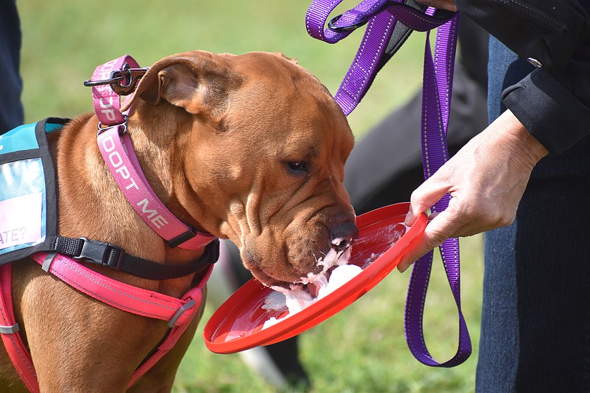 Shuggy, a Satchel's rescue, enjoys whipped cream during the pie eating contest provided by Tracy Addison.