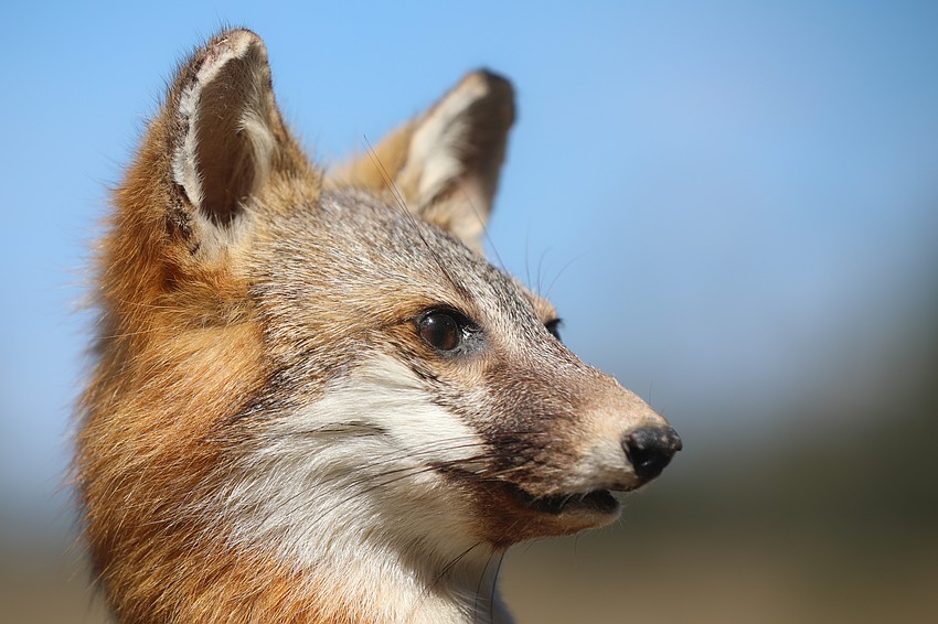 Big Waters Land Trust has protected 20,019 acres across 61 properties for the benefit of people and nature, including this red fox.