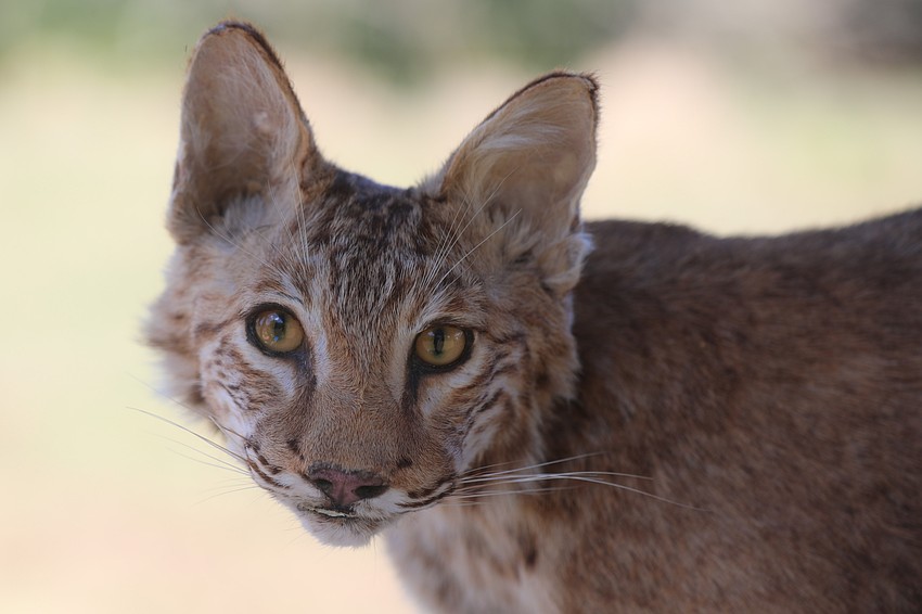 Big Waters Land Trust has protected 20,019 acres across 61 properties for the benefit of people and nature including this bobcat.