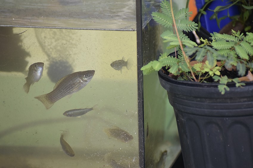 Fish, including a mullet, are displayed by Stocking Savvy. Sean Patton, who is licensed to showcase marine life for educational purposes, found them in the waters directly beside the park.