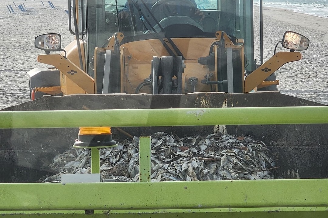 Manatee County responds to red tide effects on northern beaches Your