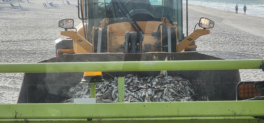 Manatee County's red tide response included daily beach raking to clean up dead fish that washed up on the beaches.