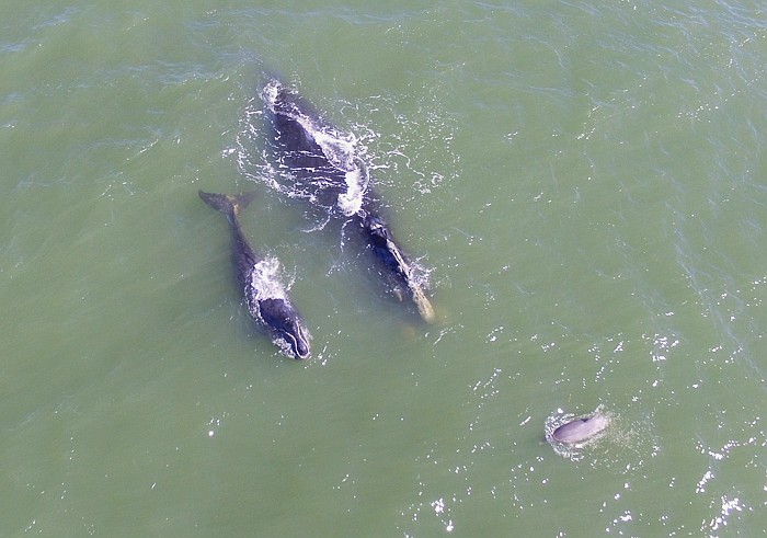 The 10th calf of the season, with its mother Platypus and a bottlenose dolphin, on Feb 23 in Ormond Beach. Photo courtesy of the Marine Right Whale Project/Zoe Rauscher, NOAA Permit #25652