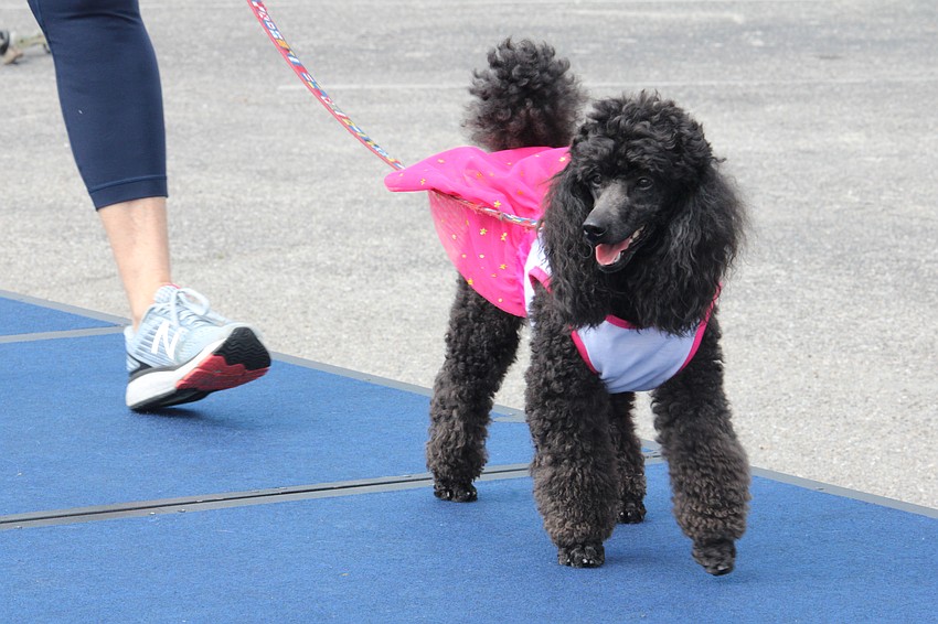 Lily the miniature poodle strikes a pose.