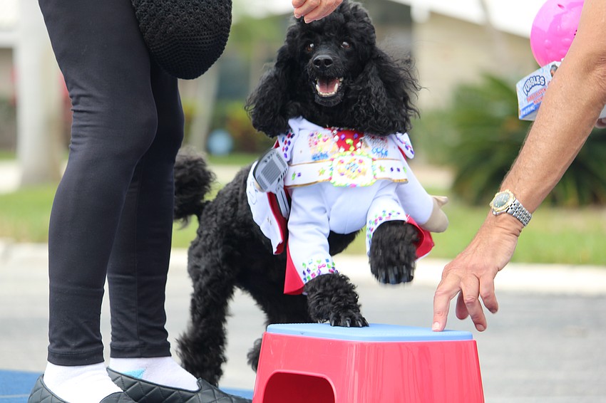 Elvis has left the building, accompanied by Enid Hamelin.