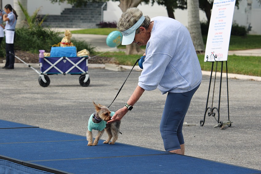 Buddy the Yorkie, one of the day's smallest competitors, gets a treat from Christina Shantz.