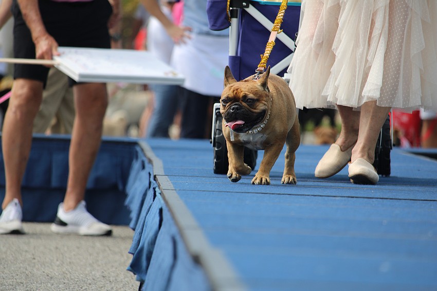 Ruby the French bulldog shines like a gem.