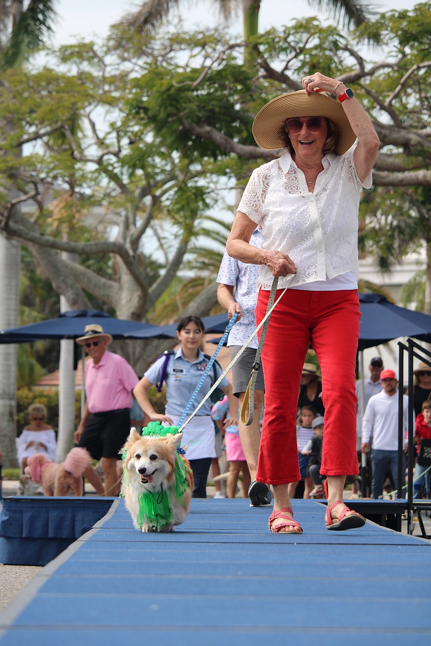 Pembroke Welsh corgis Penny and Oliver get an early start to celebrating St. Patrick's Day with handler Lana Berry.