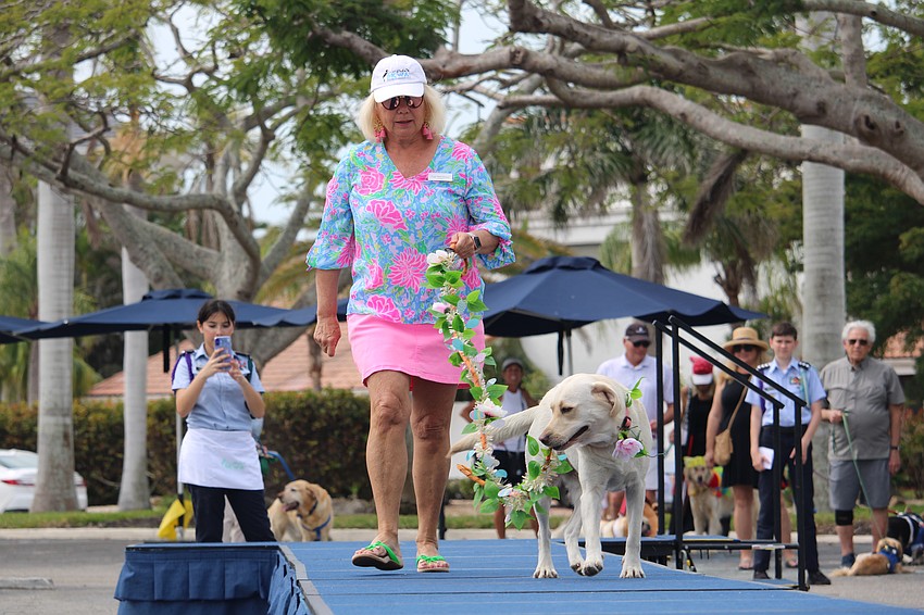 The catwalk is a breeze for Breezy the yellow labrador retriever and handler Gigi Matthews.