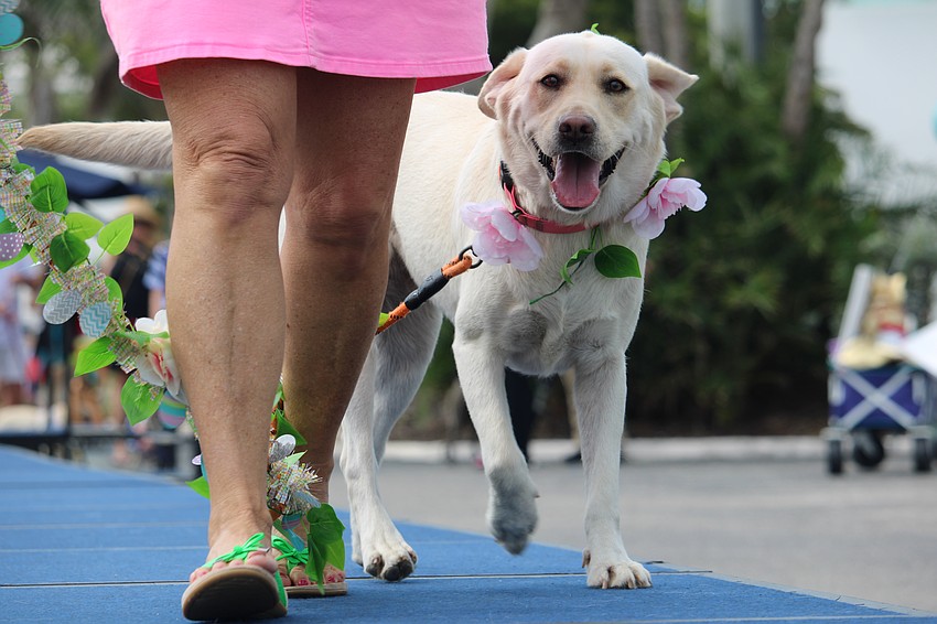The catwalk is a breeze for Breezy the yellow labrador retriever and handler Gigi Matthews.