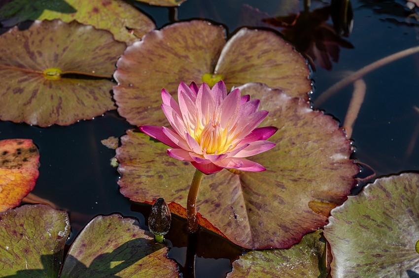 A water lily floats on a pond at Marie Selby Botanical Gardens.