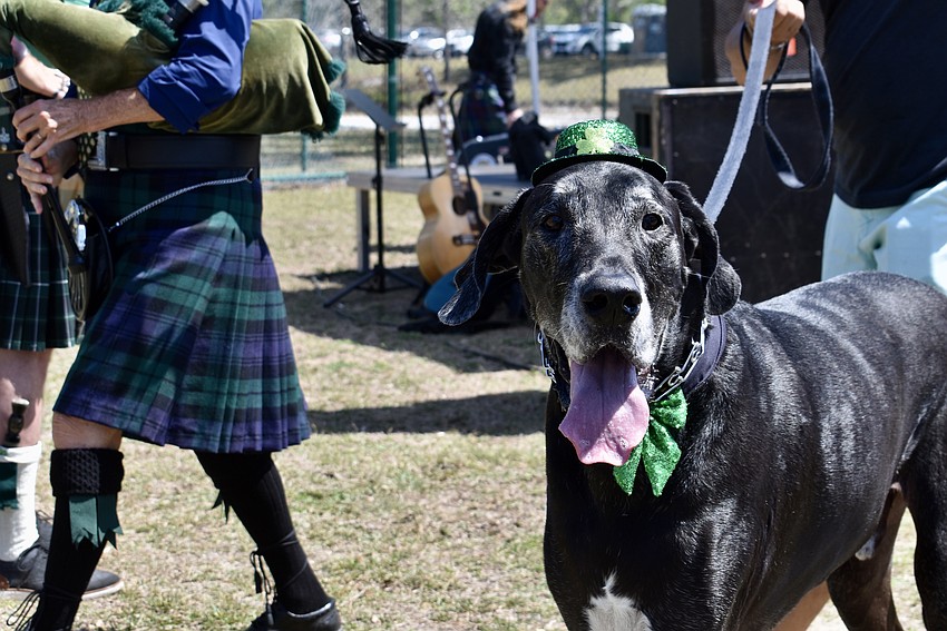 There's no prize for the biggest dog at the Irish Celtic Festival, but Nero the Great Dane would have qualified.
