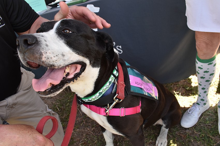Rhaya is a 7-year-old Great Dane and American bulldog mix who is accepting donations in her harness for Satchel's Last Resort Rescue and Sanctuary at the Irish Celtic Festival.