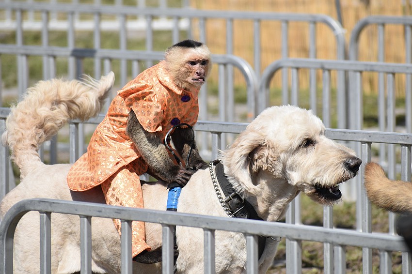 Gilligan the capuchin monkey, of Banana Derby, makes a lap in a race.