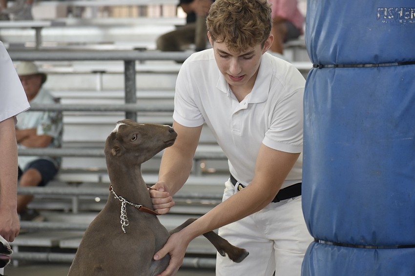 Jason Henry of the senior competition handles Betsy.