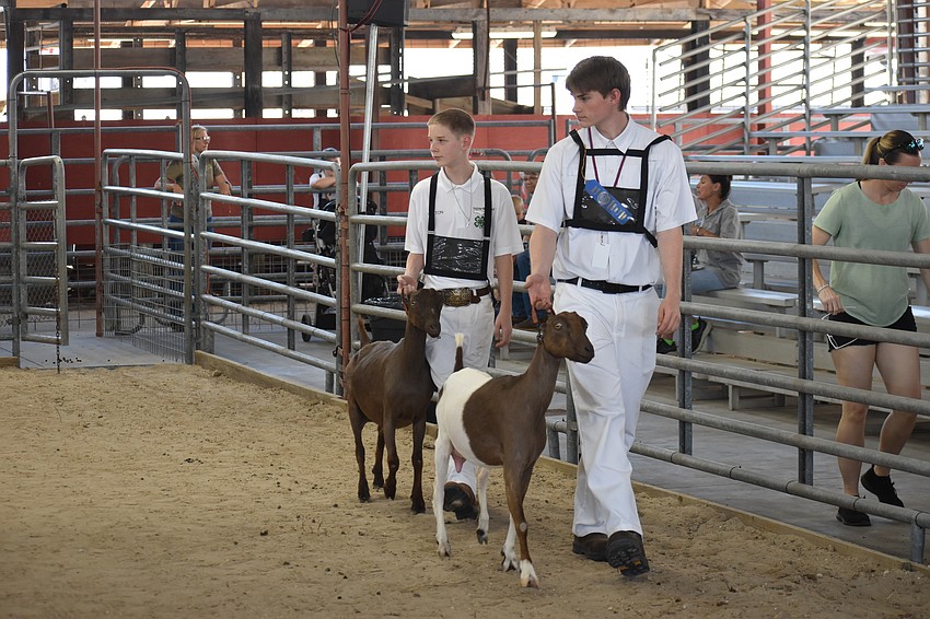 Colton Kuykendall, of the intermediate level walks Bitter Sweet while Andrew Hopper of the senior level walks Daisy.