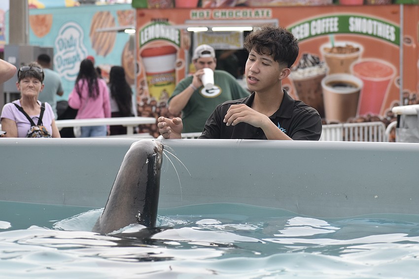 Matheus Siqueira tends to one of the seals.