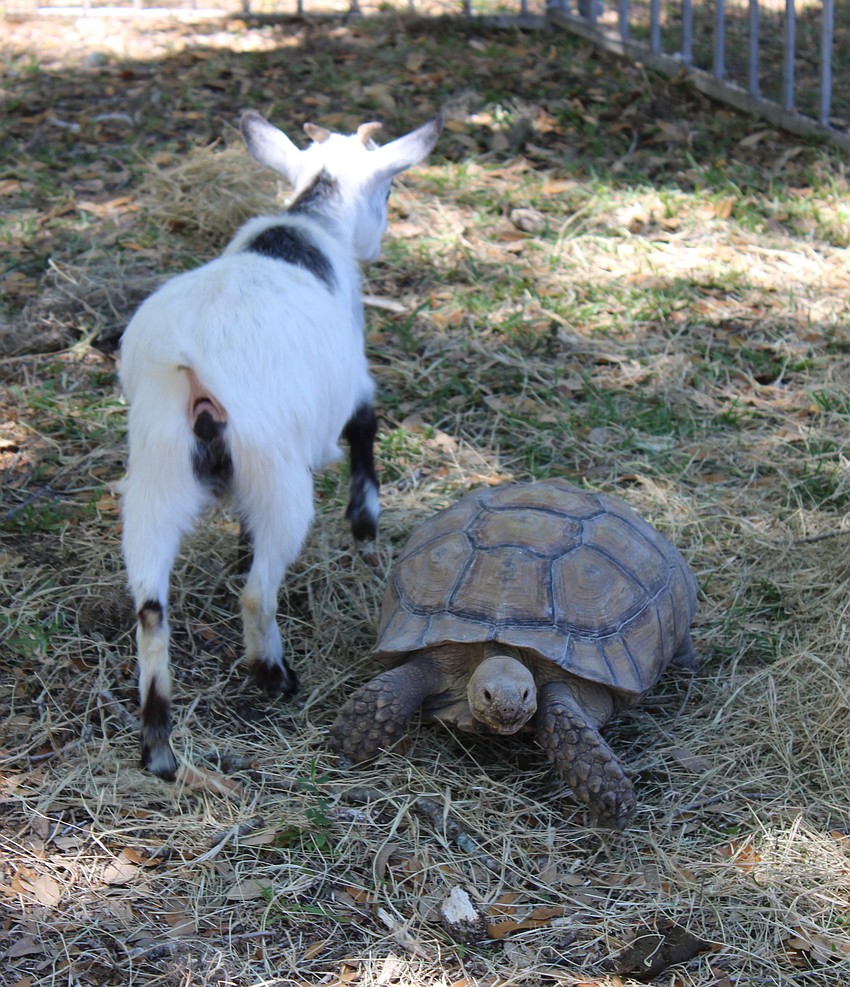 Animals come and go in the petting zoo at Dag Fest.