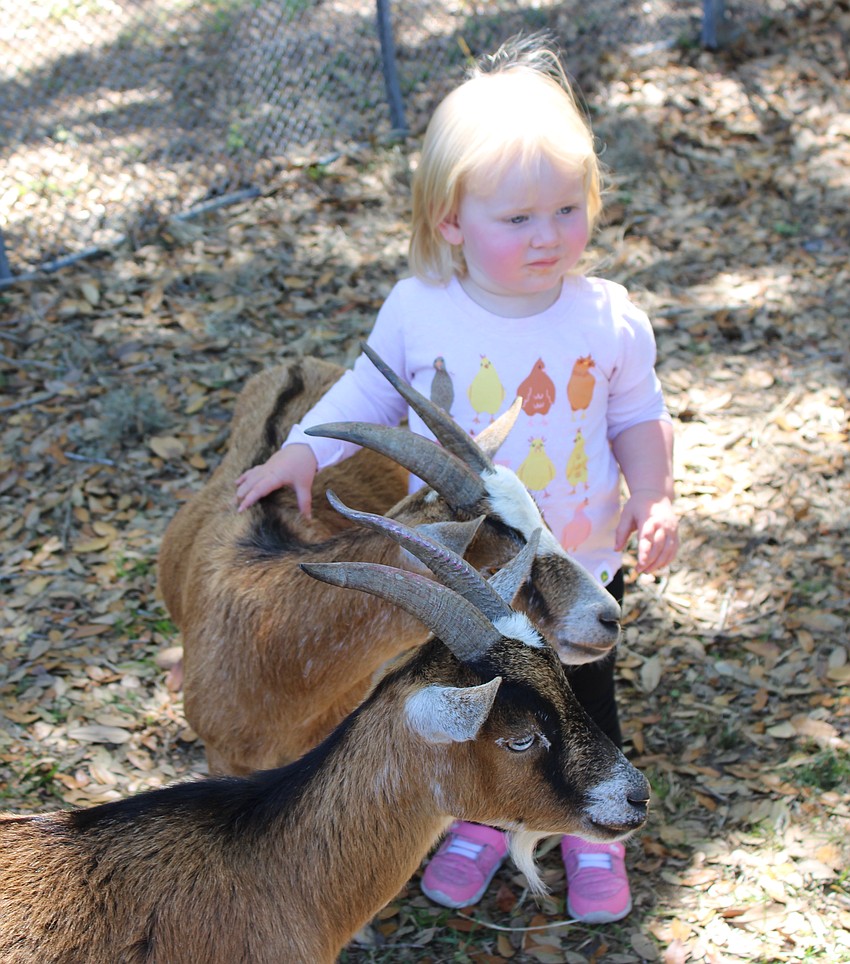 Two-year-old Abigail Tillett visits with some goats in the petting zoo at Dag Fest.