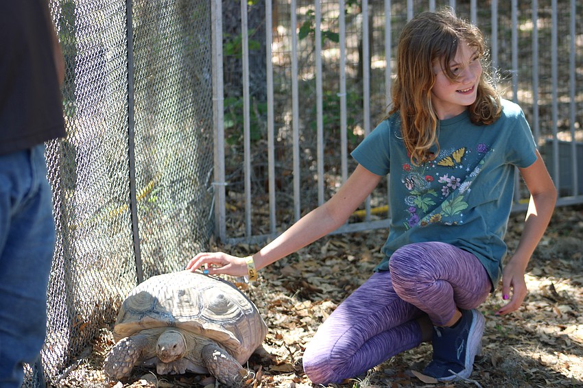 A turtle from the Big Cat Habitat gets some loving from 10-year-old Annabelle Wendell during Dag Fest.