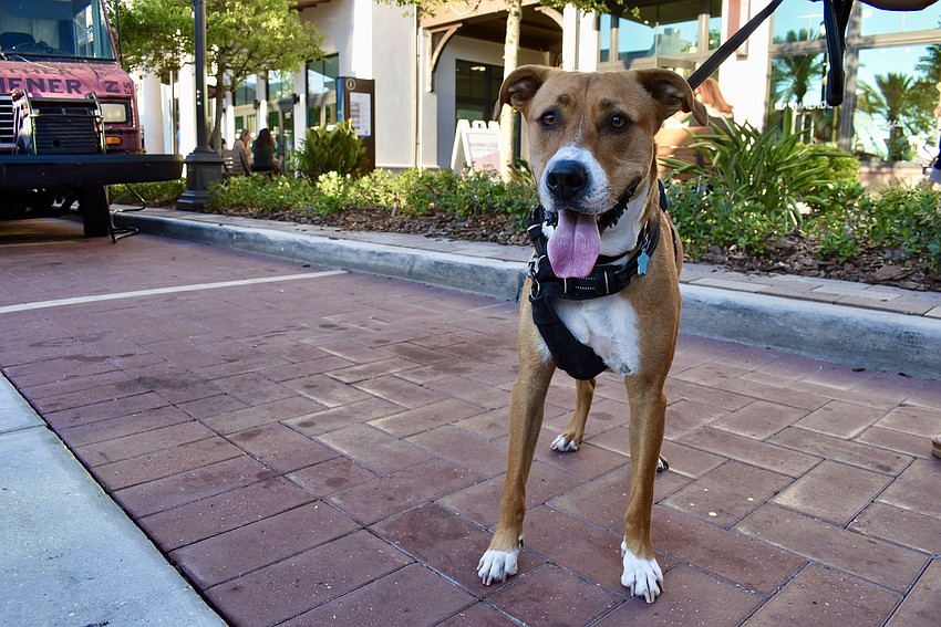 Glenn and Donita Galbraith's 2-year-old Black Mouth Cur mix Barney is ready for anything that drops out of a to-go box.