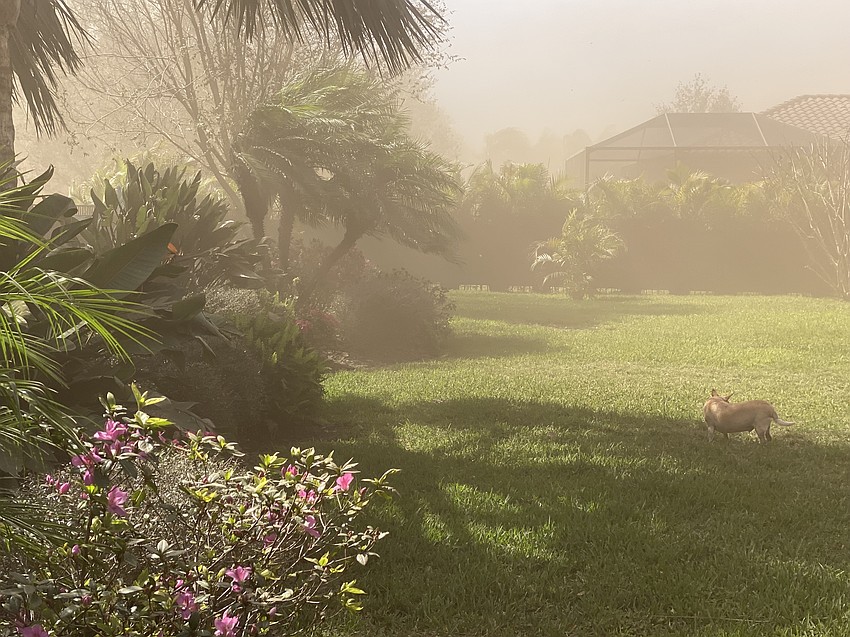 Bo Mortensen's dog Rocko stands amid the dust in his Rye Wilderness Estates backyard.