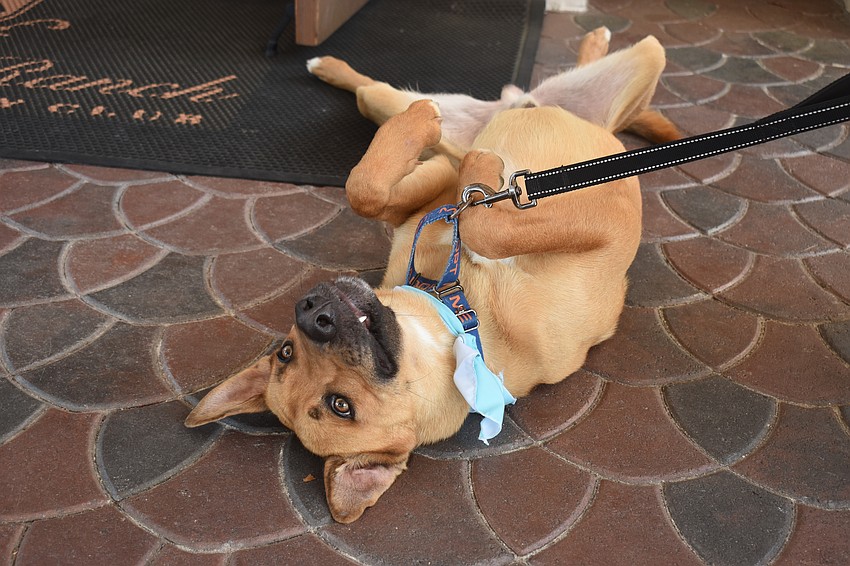 Rigo has been at the shelter for a month. He loves being petted and is a true gentle giant.