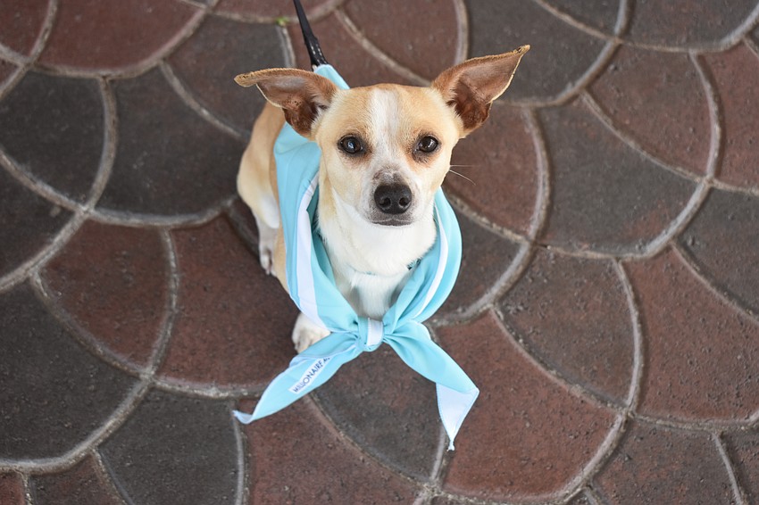 Des, who was found as a stray, goes to Divas and Dogs with the hope of finding a forever home.