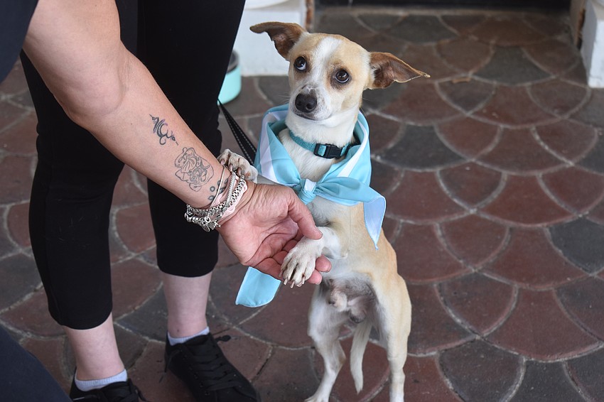 Des, a 2-year-old Chihuahua mix, greets the crowd at Divas and Dogs.