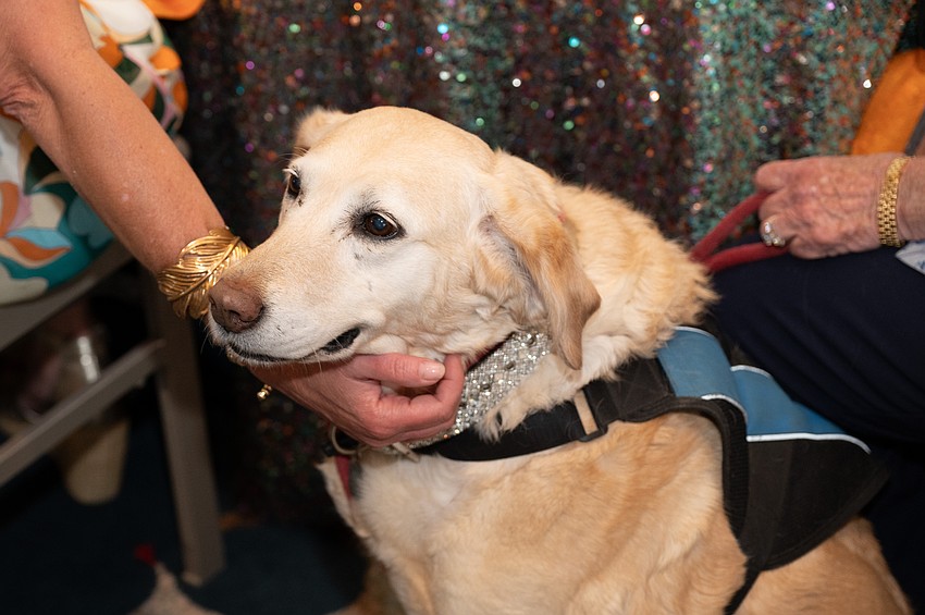 Lulu the therapy dog