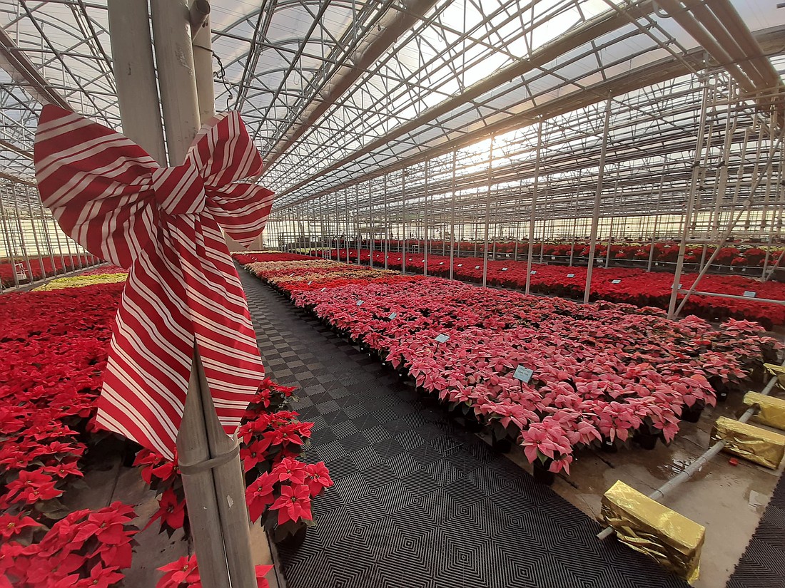 N.G. Heimos Greenhouses was founded in 1952.