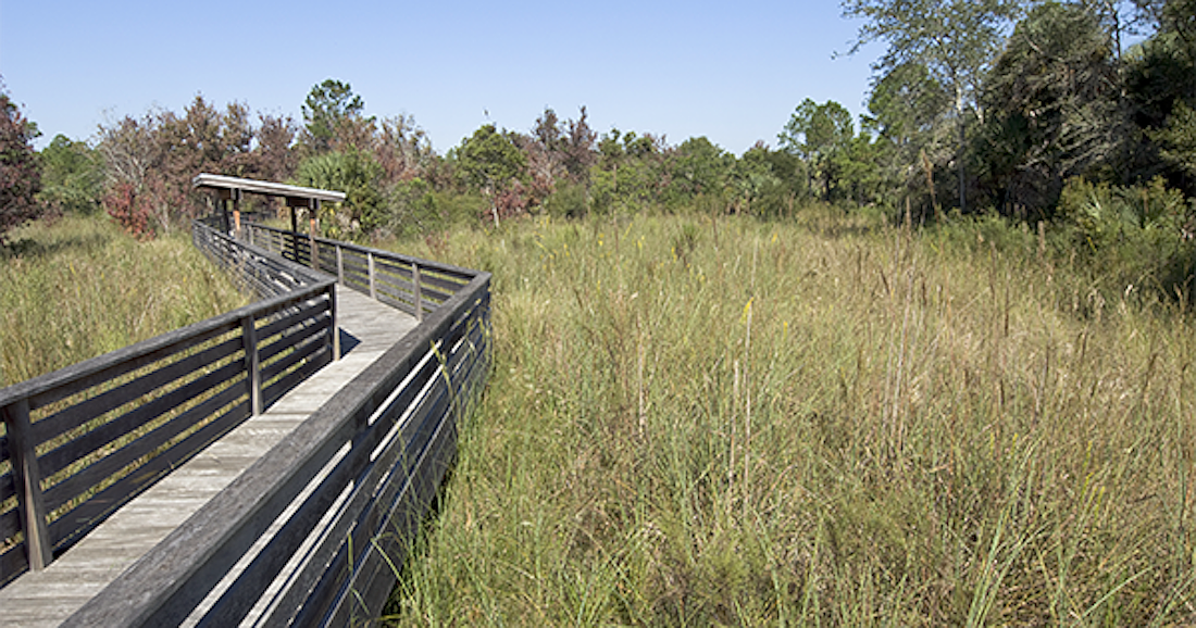 The Corkscrew Regional Ecosystem Watershed includes 60,000 acres in both Lee and Collier counties.
