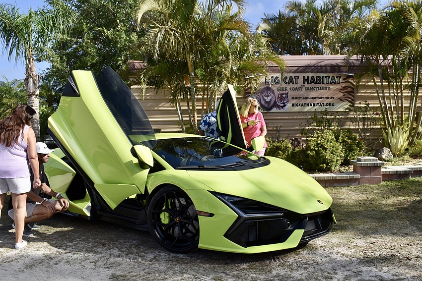 Big Cat Habitat adds exotic cars to its exotic animal exhibits April 5 for Sarasota Cars and Coffee Gone Wild.
