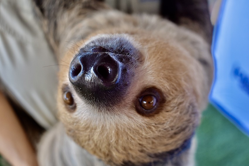 Dash is a 1-year-old sloth. Sloths have extra vertebrae in their necks, which gives them a wide range of motion.