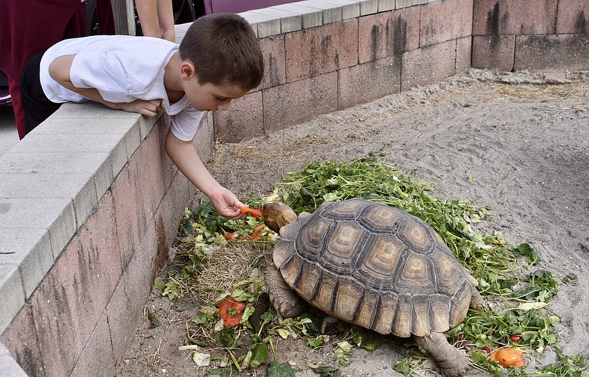 Sarasota's 5-year-old Phoenix DeMars likes animals, while his brother likes cars.