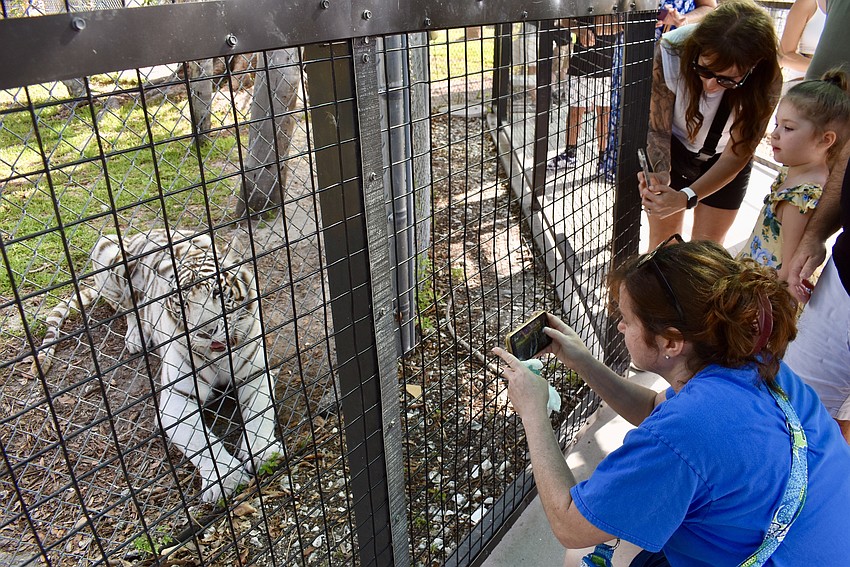 A white tiger draws a crowd.