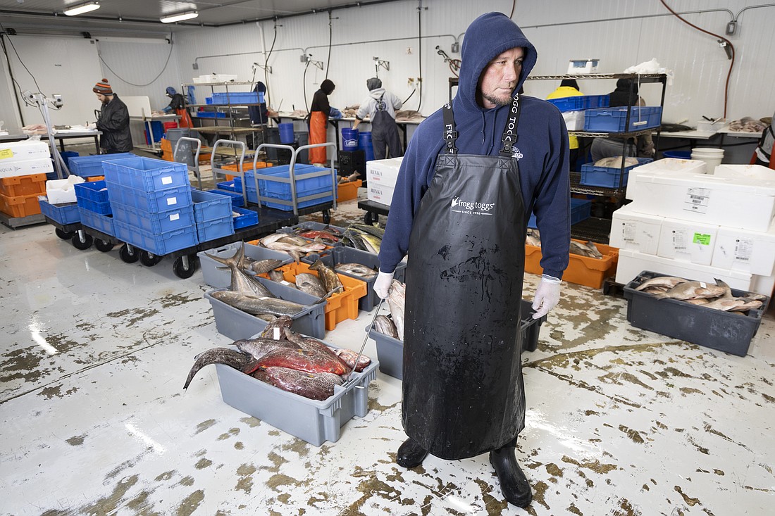 Ryan Fagerquist, an employee of Sammy's Seafood, moves fishy inventory around the freezer warehouse.