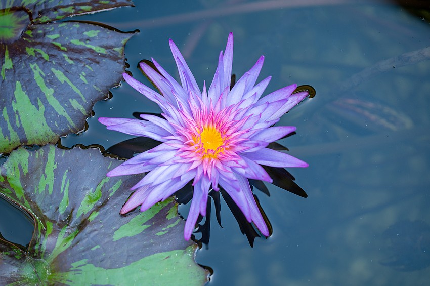 A water lily at Marie Selby Botanical Gardens.