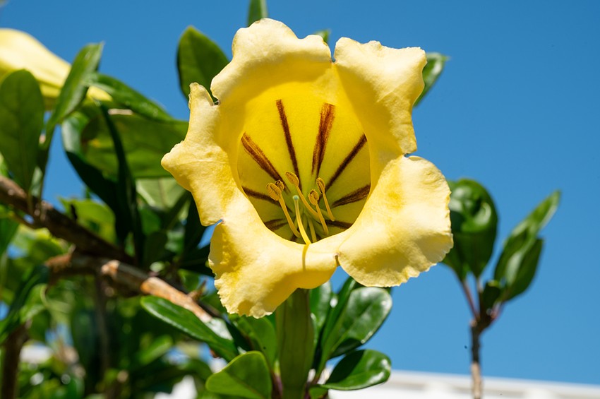 A flower blooms at Marie Selby Botanical Gardens.