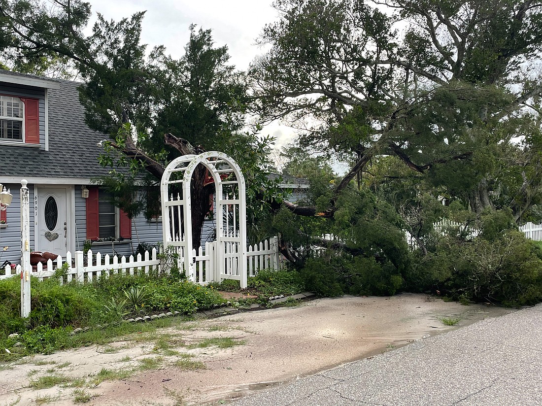 Hurricanes Helene and Milton caused vegetative damage across Longboat Key, including killing or severely damaging large trees.