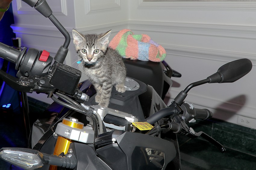 Shouldn't all cool cats be posed on a motorcycle?