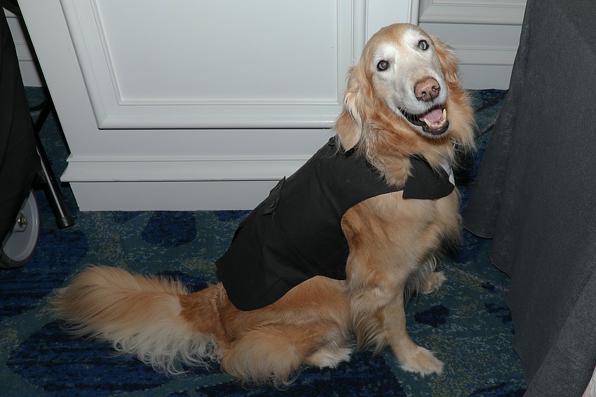 Sawyer is 9 and dons a doggie-tuxedo at the Mission Pawssible event held on behalf of the Humane Society of Sarasota County.