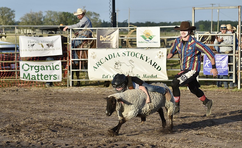 Wayne Dakin does the family name proud as he hangs on to a sheep during the mutton busting competition of the Dakin Bull Bash.